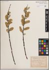 Foto von Salix daphnoides Vill.
